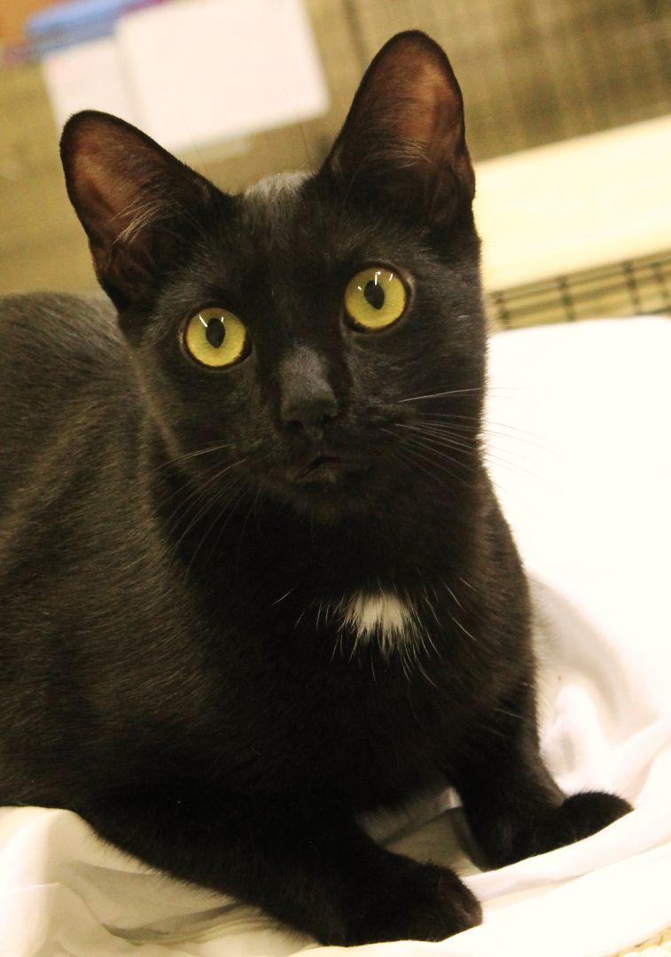 Presley, Adoptable, Adult Male Bombay & American Shorthair.