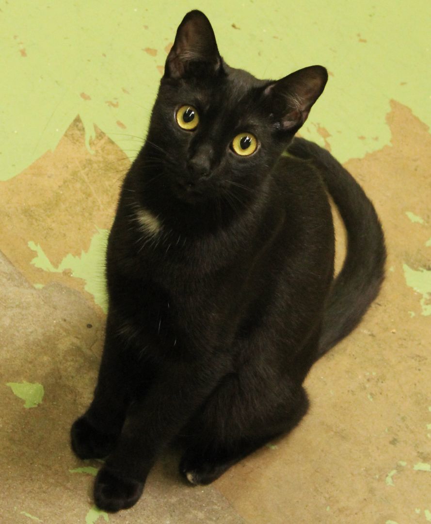 Presley, adoptable, Adult Male Bombay & American Shorthair.