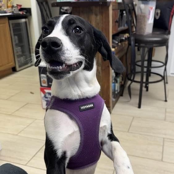 Enlarge Cookie, an adoptable mixed breed in Sparta, NJ image 5/6