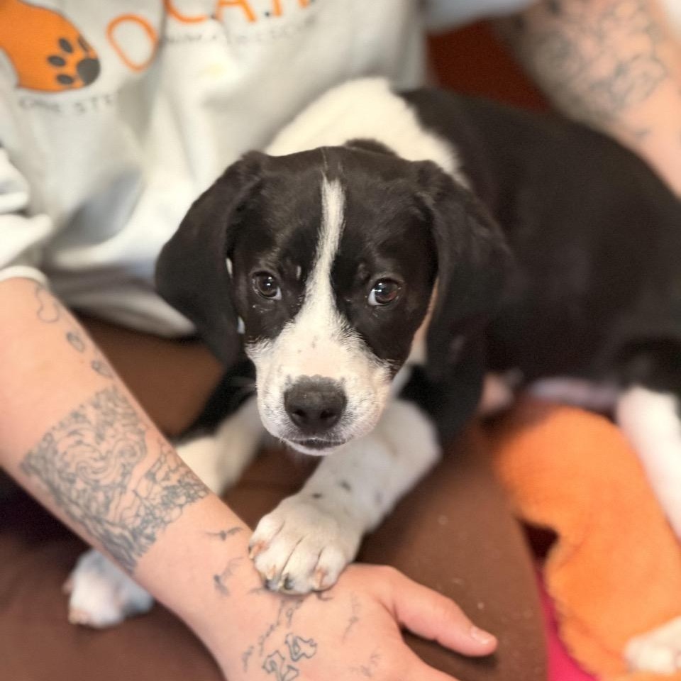 Cookie, an adopted mixed breed in Sparta, NJ image 3/6