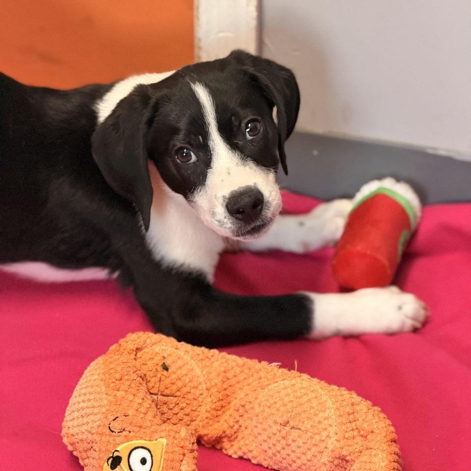 Cookie, an adopted mixed breed in Sparta, NJ image 5/6