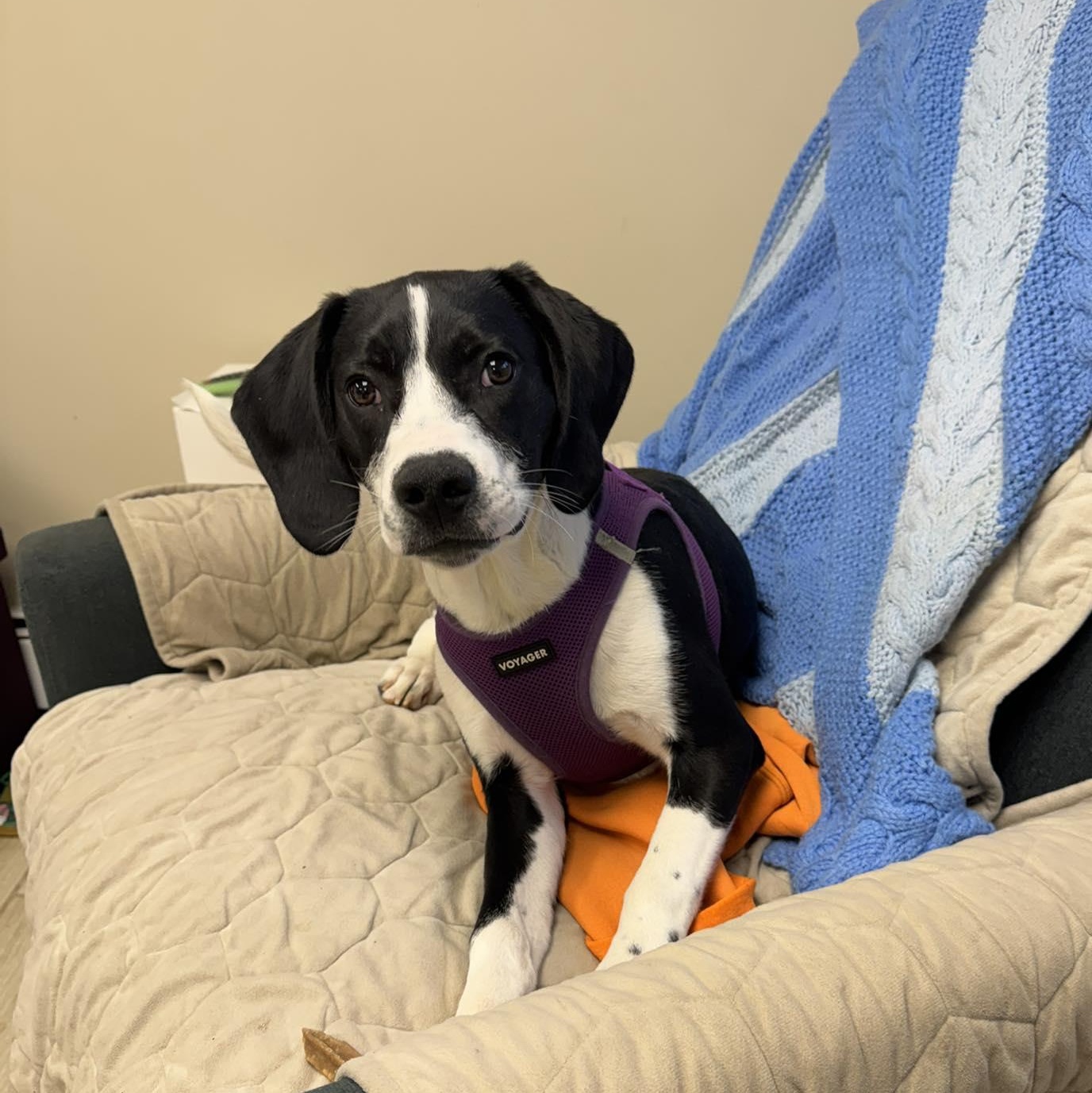 Enlarge Cookie, an adoptable mixed breed in Sparta, NJ image 4/6