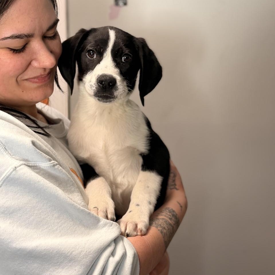 Cookie, an adopted mixed breed in Sparta, NJ image 2/6