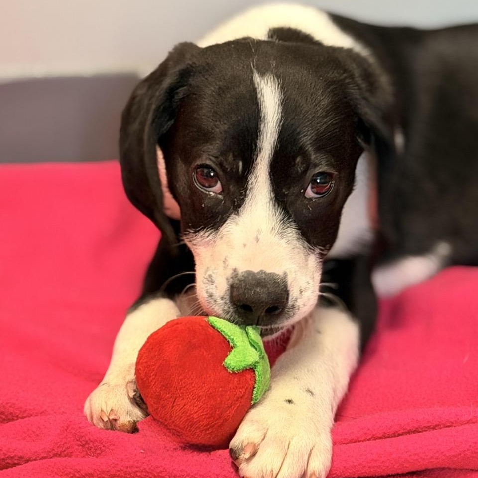 Cookie, an adopted mixed breed in Sparta, NJ image 4/6