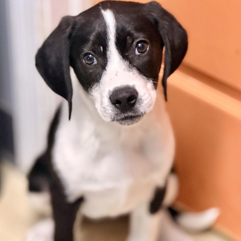 Cookie, adopted, Puppy Female Hound & Border Collie.