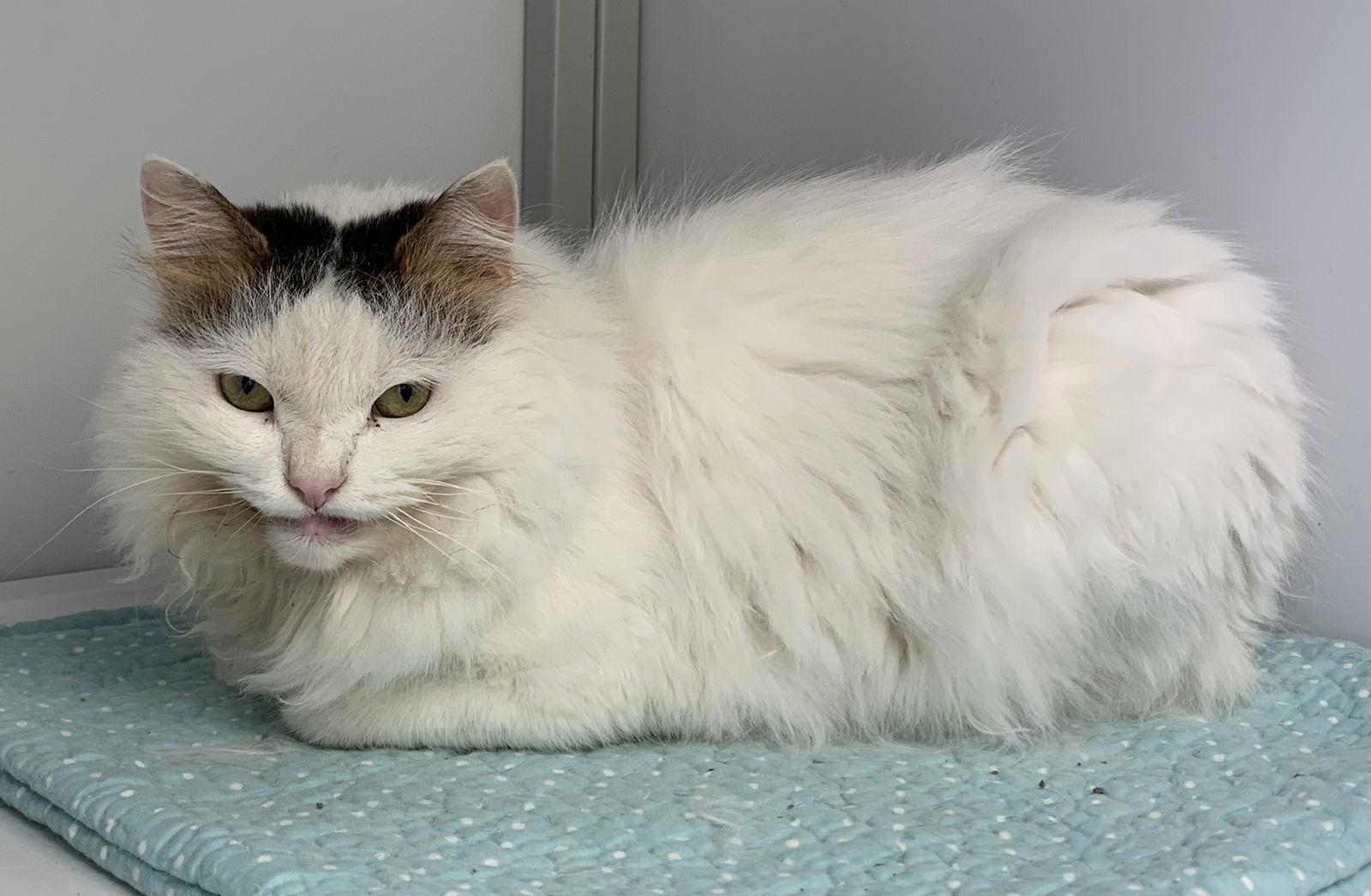 Ivy (Baghdad), Adoptable, Young Female Domestic Long Hair.