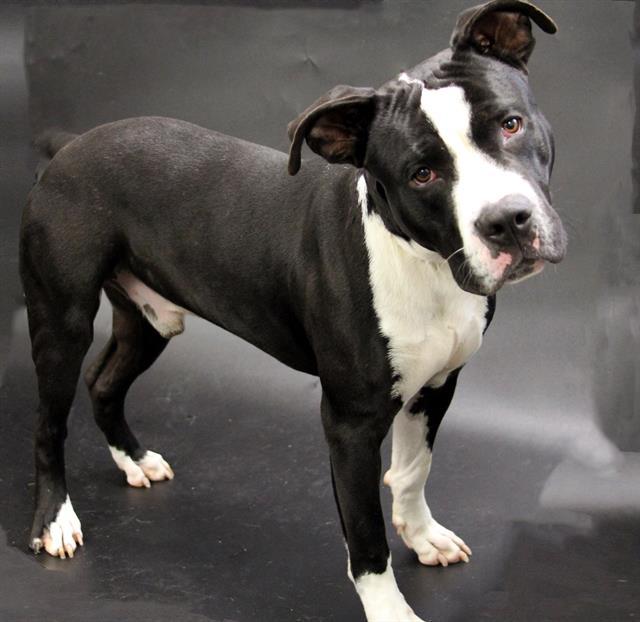 BRUNO, Adoptable, Young Male American Bulldog & Mixed Breed.