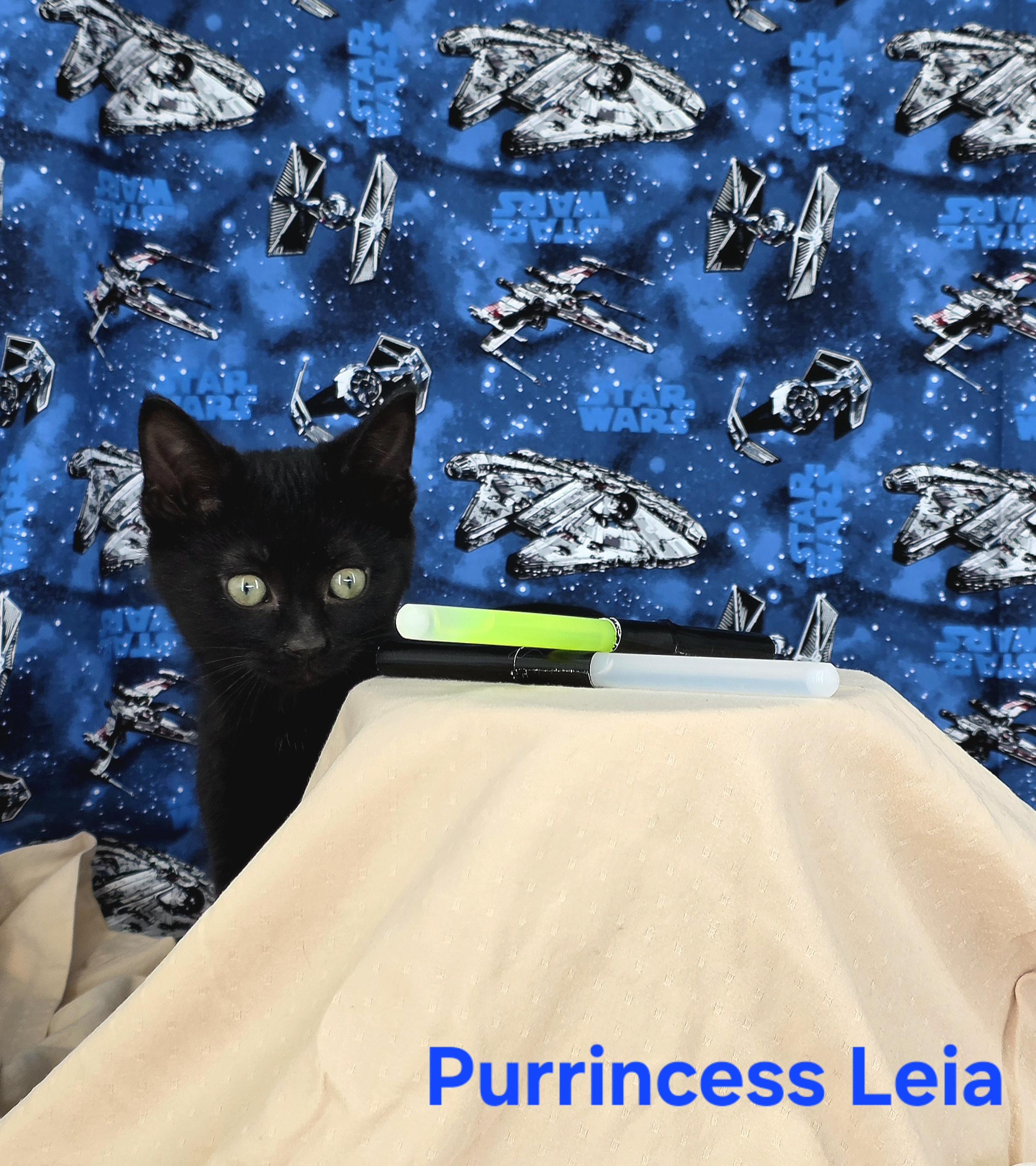 Enlarge Purrincess Leia , a Adoptable Domestic Short Hair in Knoxville, TN image 4/6