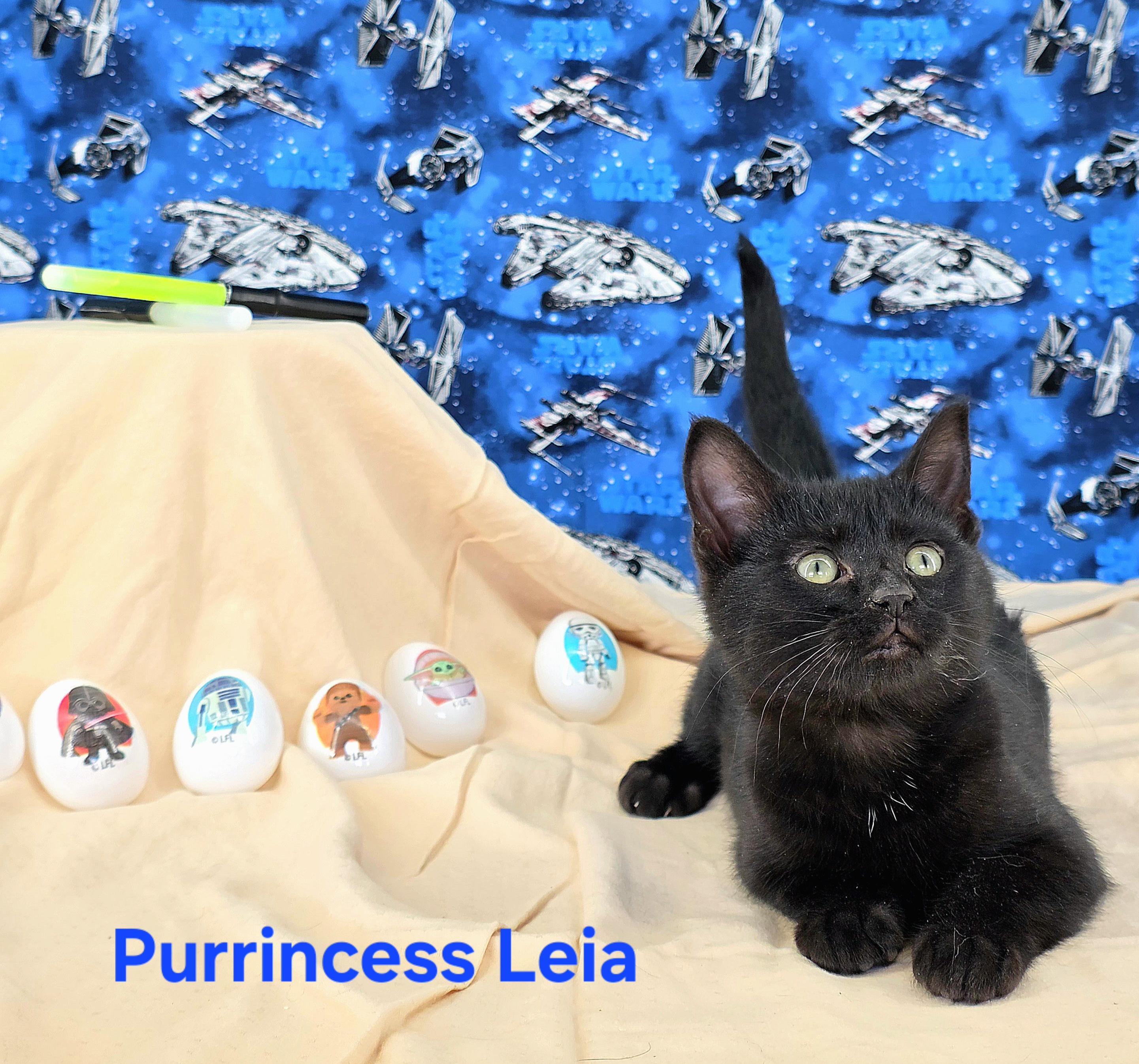 Purrincess Leia , Adoptable, Kitten Female Domestic Short Hair.