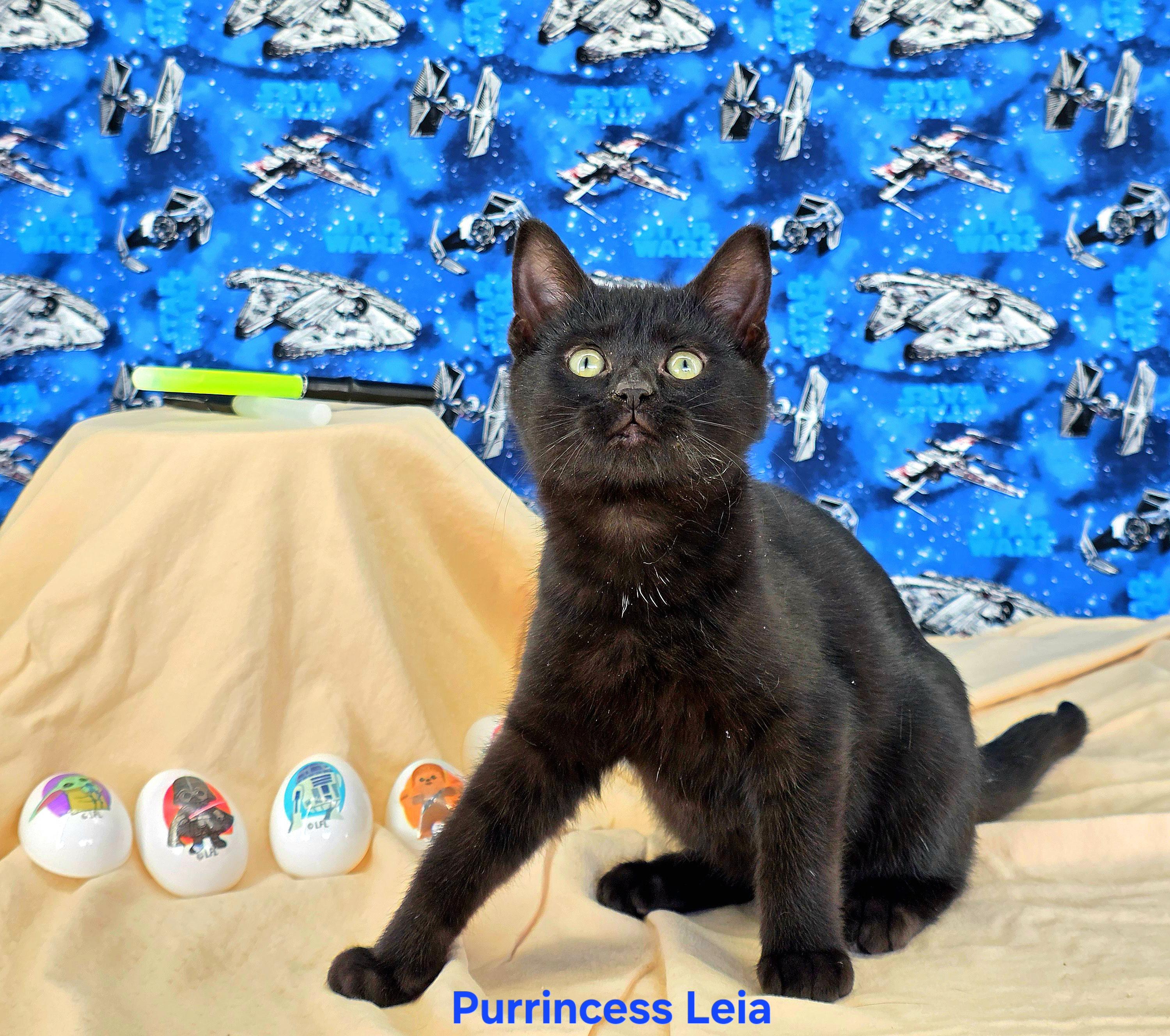 Enlarge Purrincess Leia , a Adoptable Domestic Short Hair in Knoxville, TN image 5/6