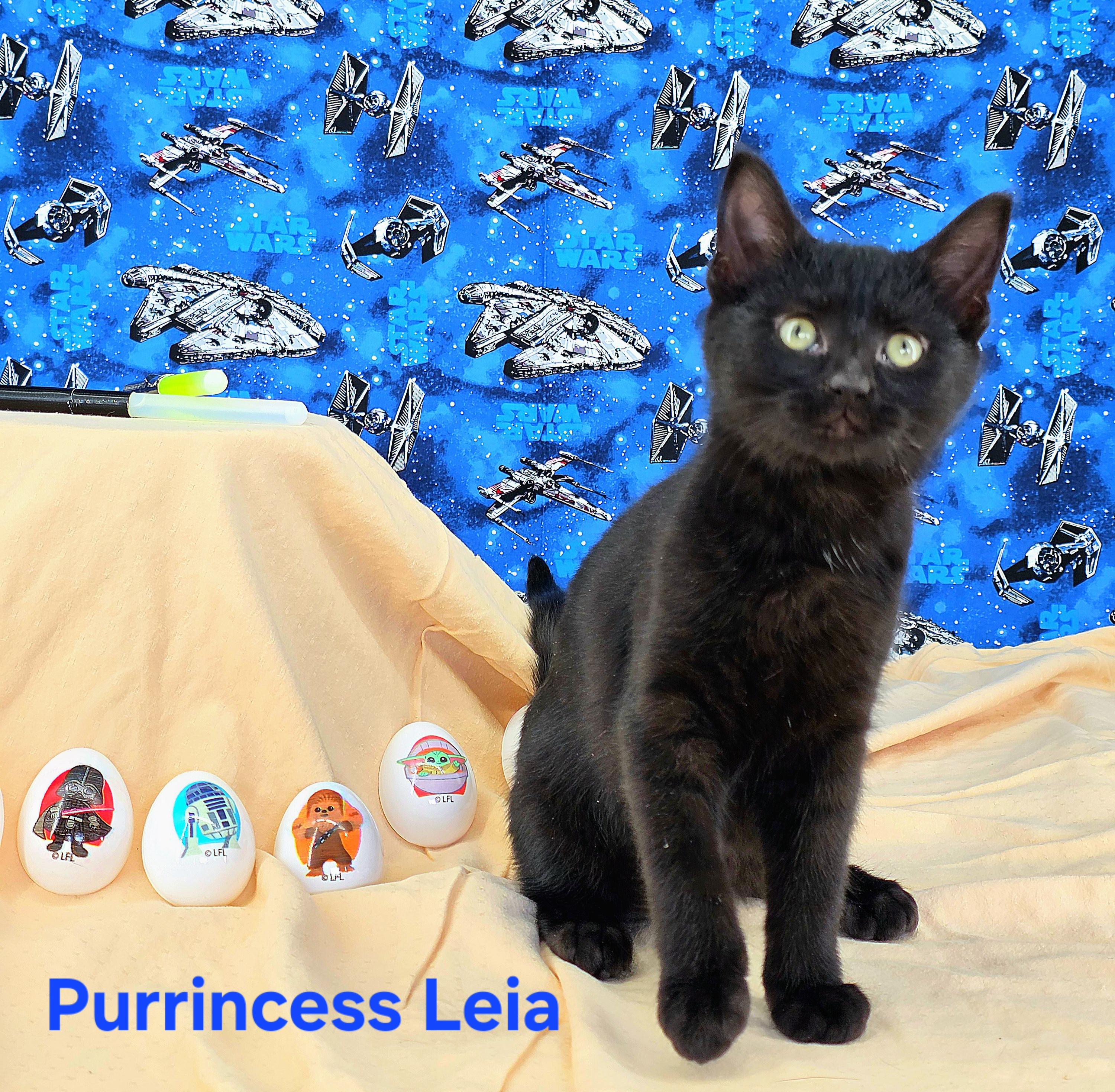 Enlarge Purrincess Leia , a Adoptable Domestic Short Hair in Knoxville, TN image 2/6