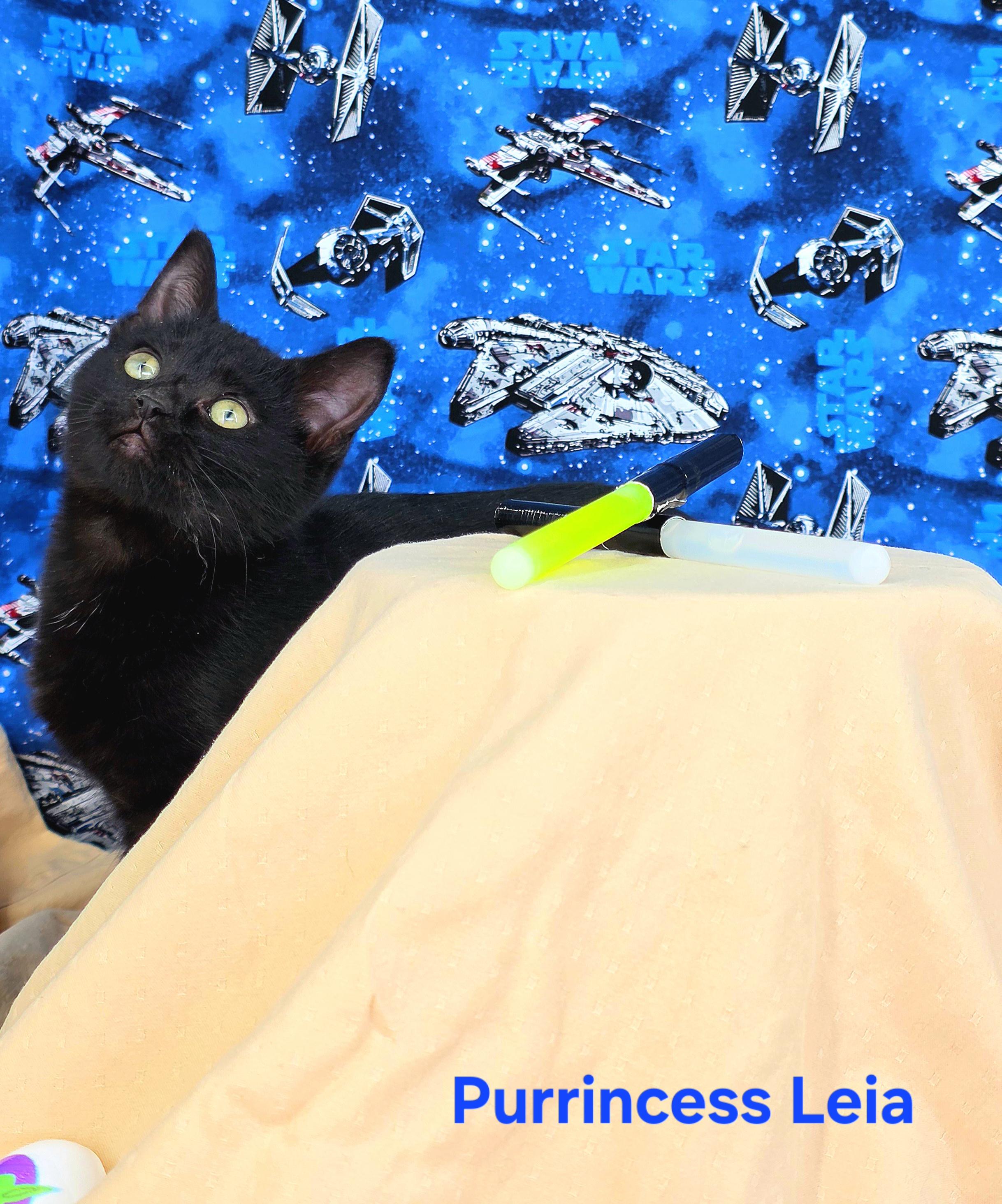 Enlarge Purrincess Leia , a Adoptable Domestic Short Hair in Knoxville, TN image 3/6