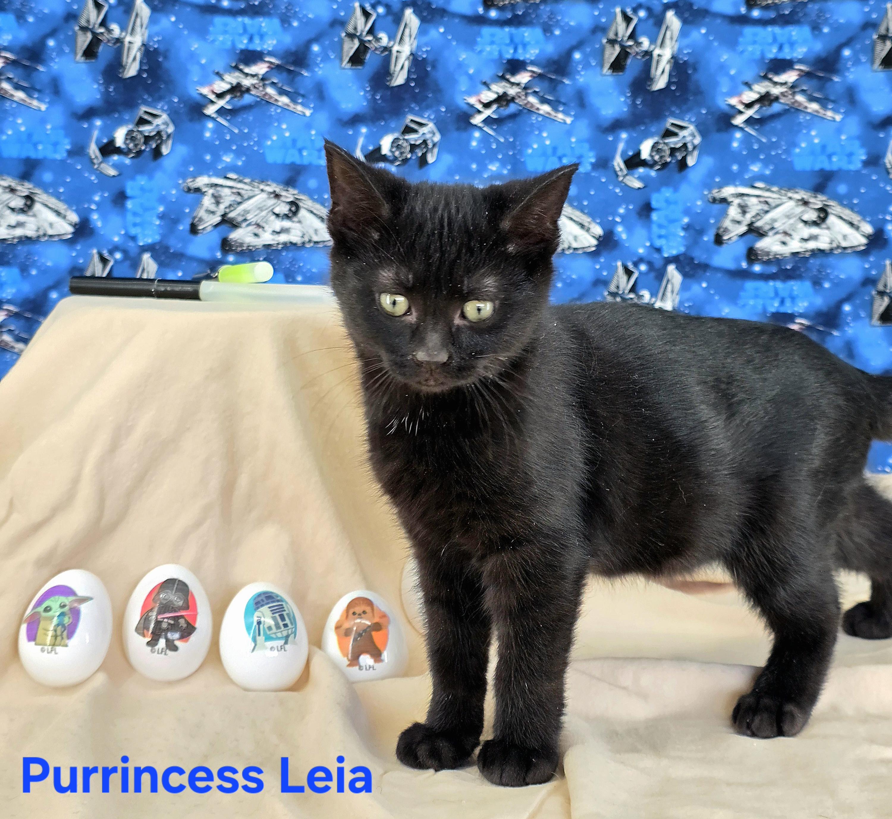 Enlarge Purrincess Leia , a Adoptable Domestic Short Hair in Knoxville, TN image 6/6