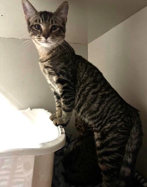 Trick and Treat, a Adoptable Domestic Short Hair in Hutchinson, MN image 1/4