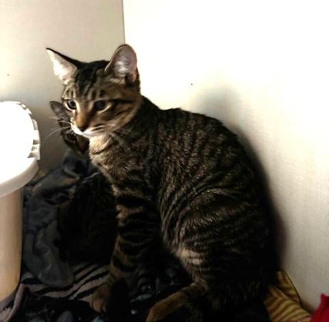 Trick and Treat, a Adoptable Domestic Short Hair in Hutchinson, MN image 2/4