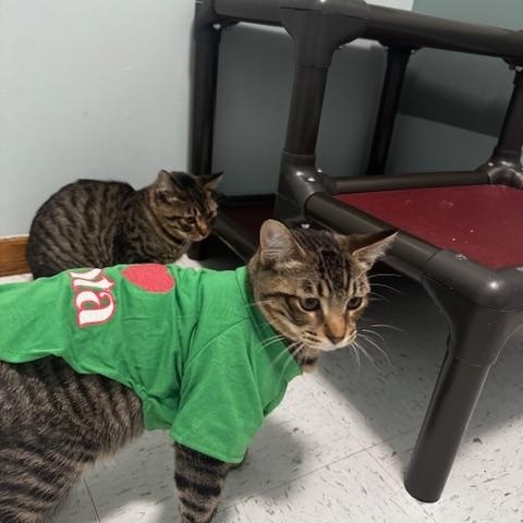 Enlarge Trick and Treat, a Adoptable Domestic Short Hair in Hutchinson, MN image 2/4