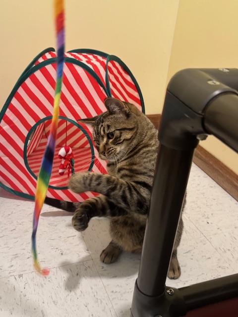 Enlarge Trick, an adopted Domestic Short Hair in Hutchinson, MN image 4/4