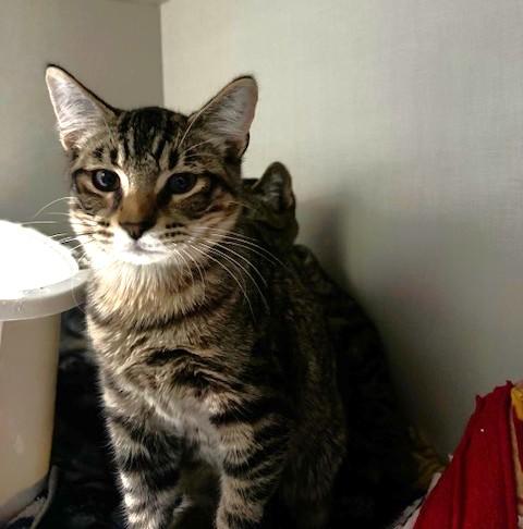 Trick and Treat, a Adoptable Domestic Short Hair in Hutchinson, MN image 3/4