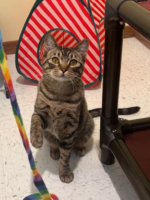 Trick, Adoptable, Young Male Domestic Short Hair.