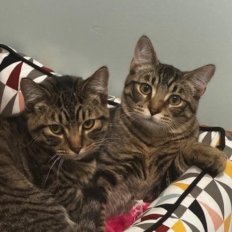 Enlarge Trick and Treat, a Adoptable Domestic Short Hair in Hutchinson, MN image 3/4