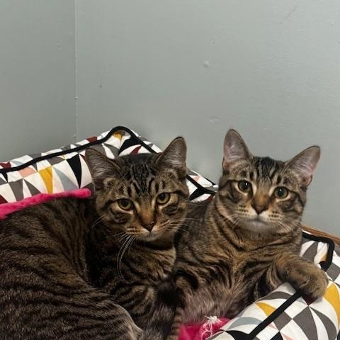 Enlarge Trick, an adopted Domestic Short Hair in Hutchinson, MN image 3/4