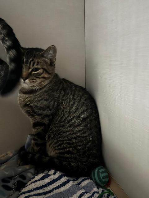 Trick and Treat, a Adoptable Domestic Short Hair in Hutchinson, MN image 4/4