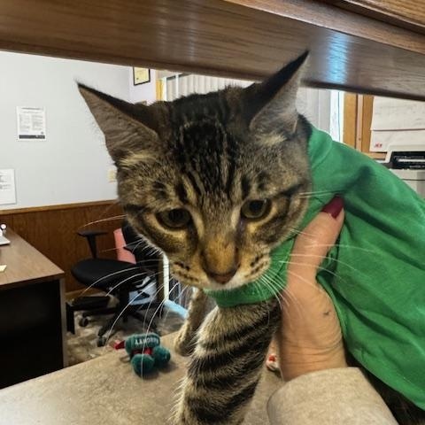 Enlarge Trick and Treat, a Adoptable Domestic Short Hair in Hutchinson, MN image 4/4