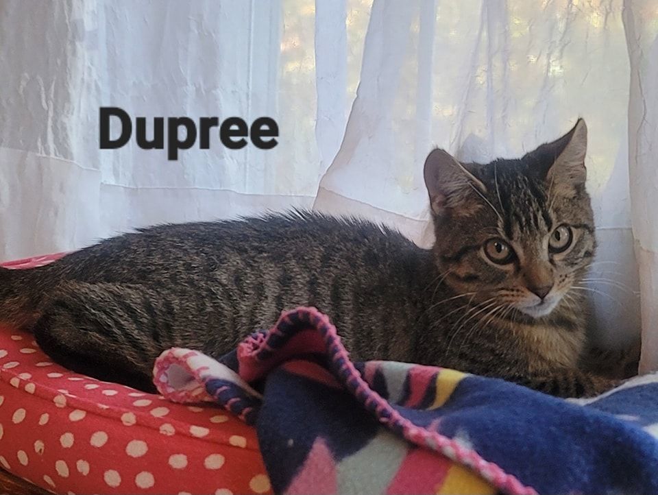 Dupree, Baby Male Domestic Short Hair