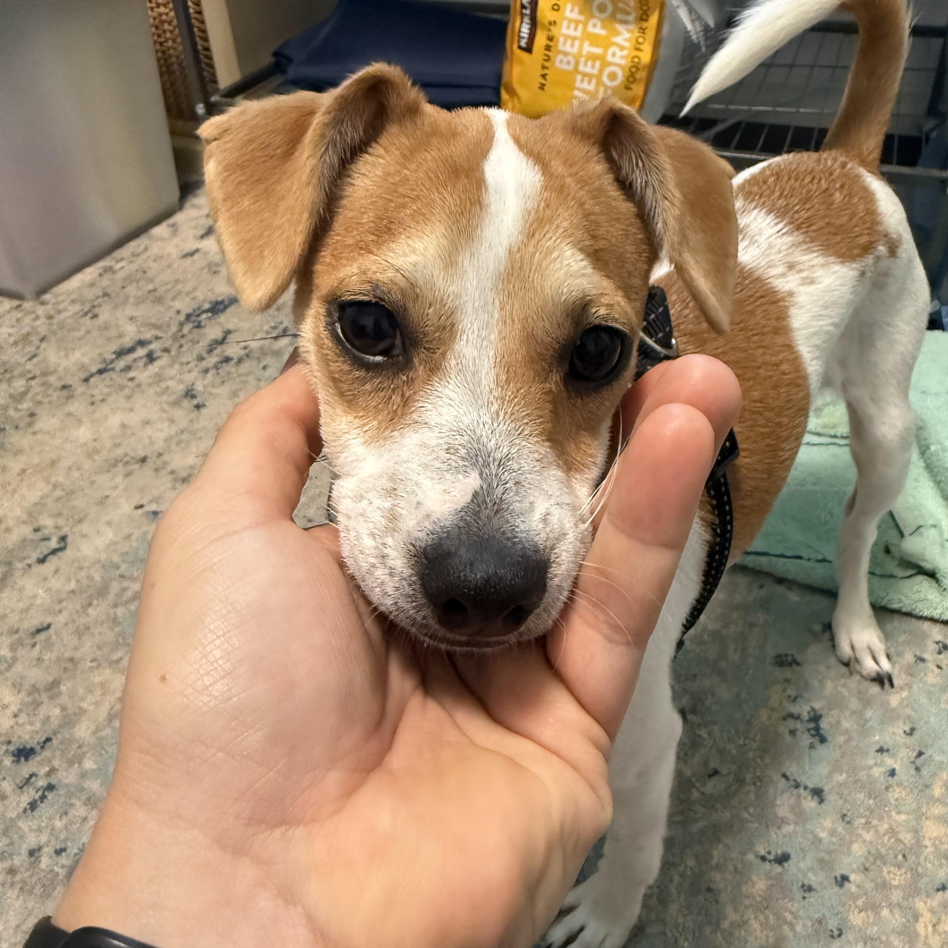 Bella, adopted, Young Female Jack Russell Terrier & Corgi.
