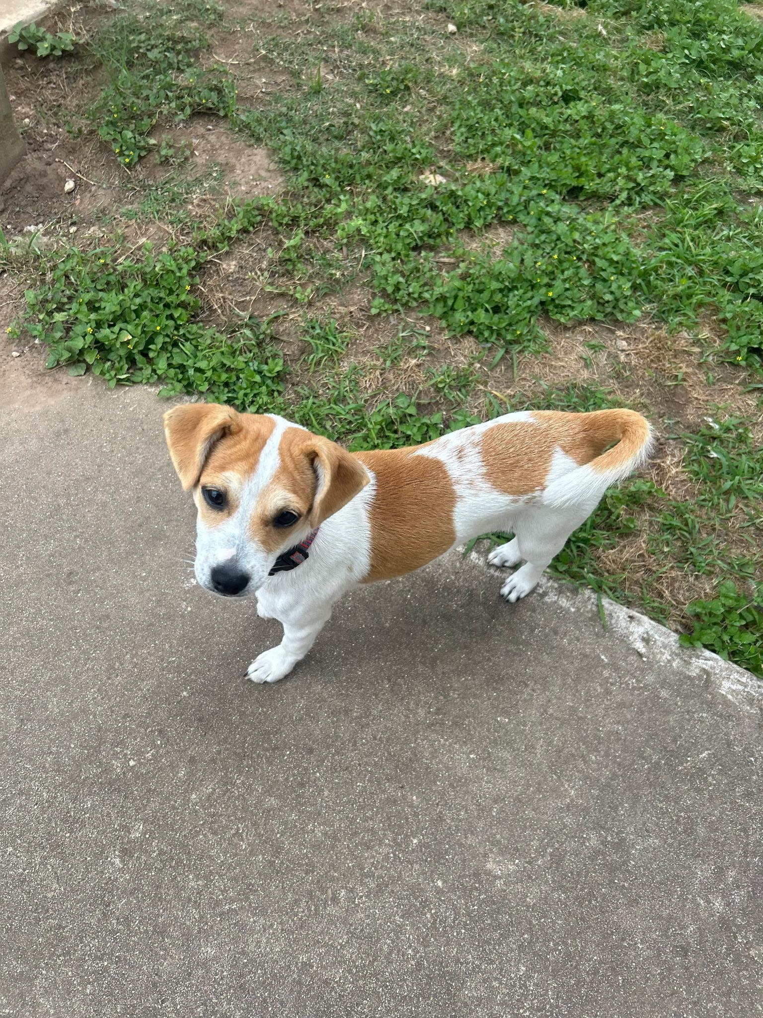 Bella, an adopted mixed breed in Littleton, CO image 3/3