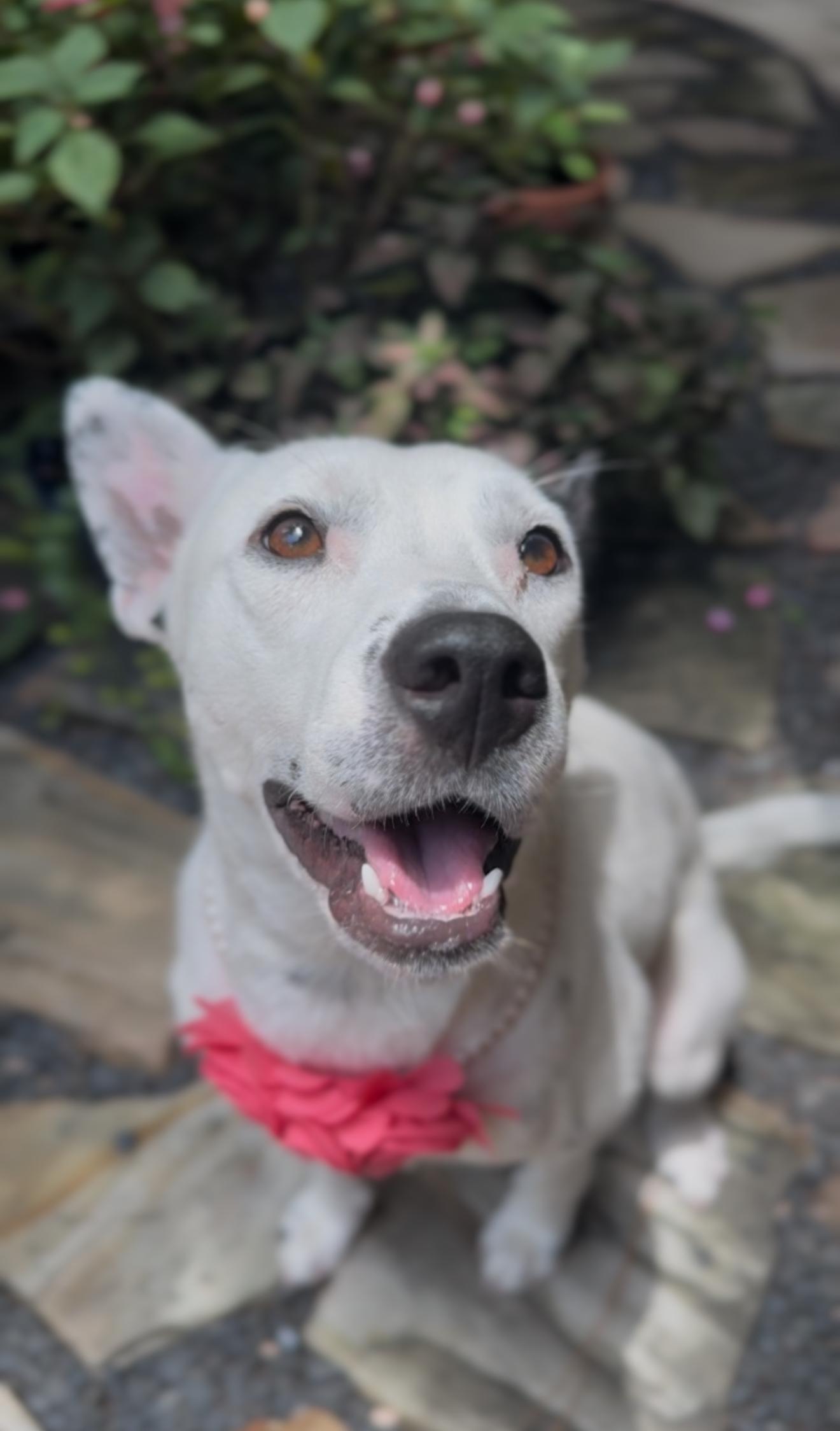 Ivory Australian Cattle Dog / Blue Heeler Dog