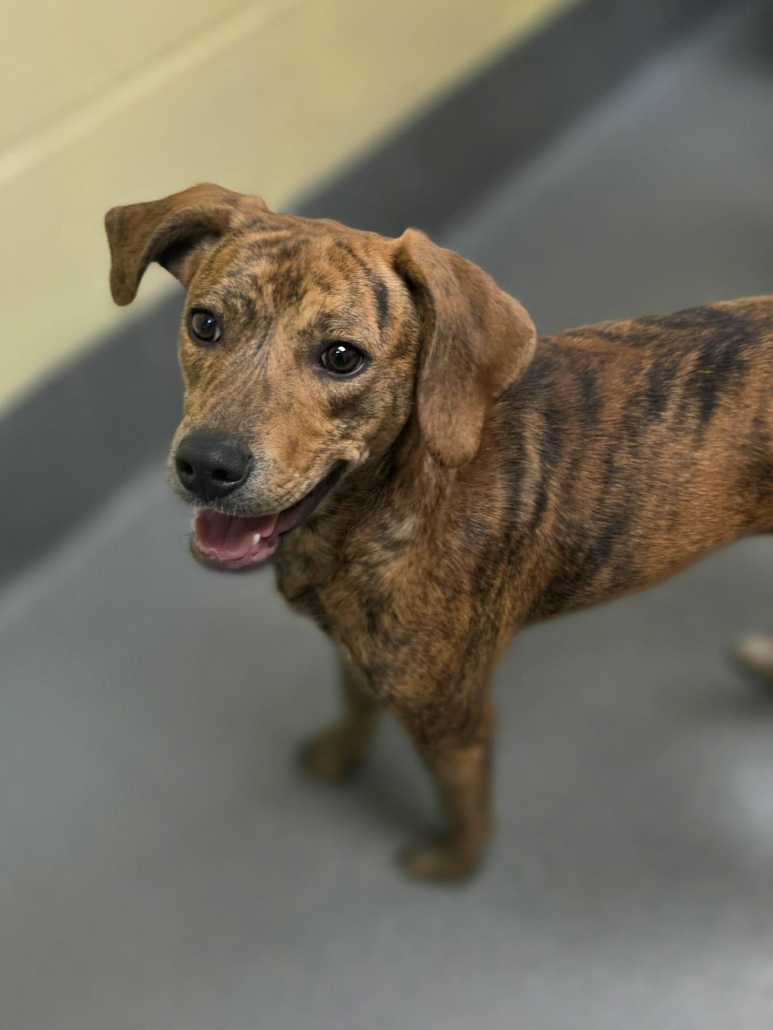 Baby (came in with her mom Lilly) - ADOPTED!, Adoptable, Young Female Beagle.