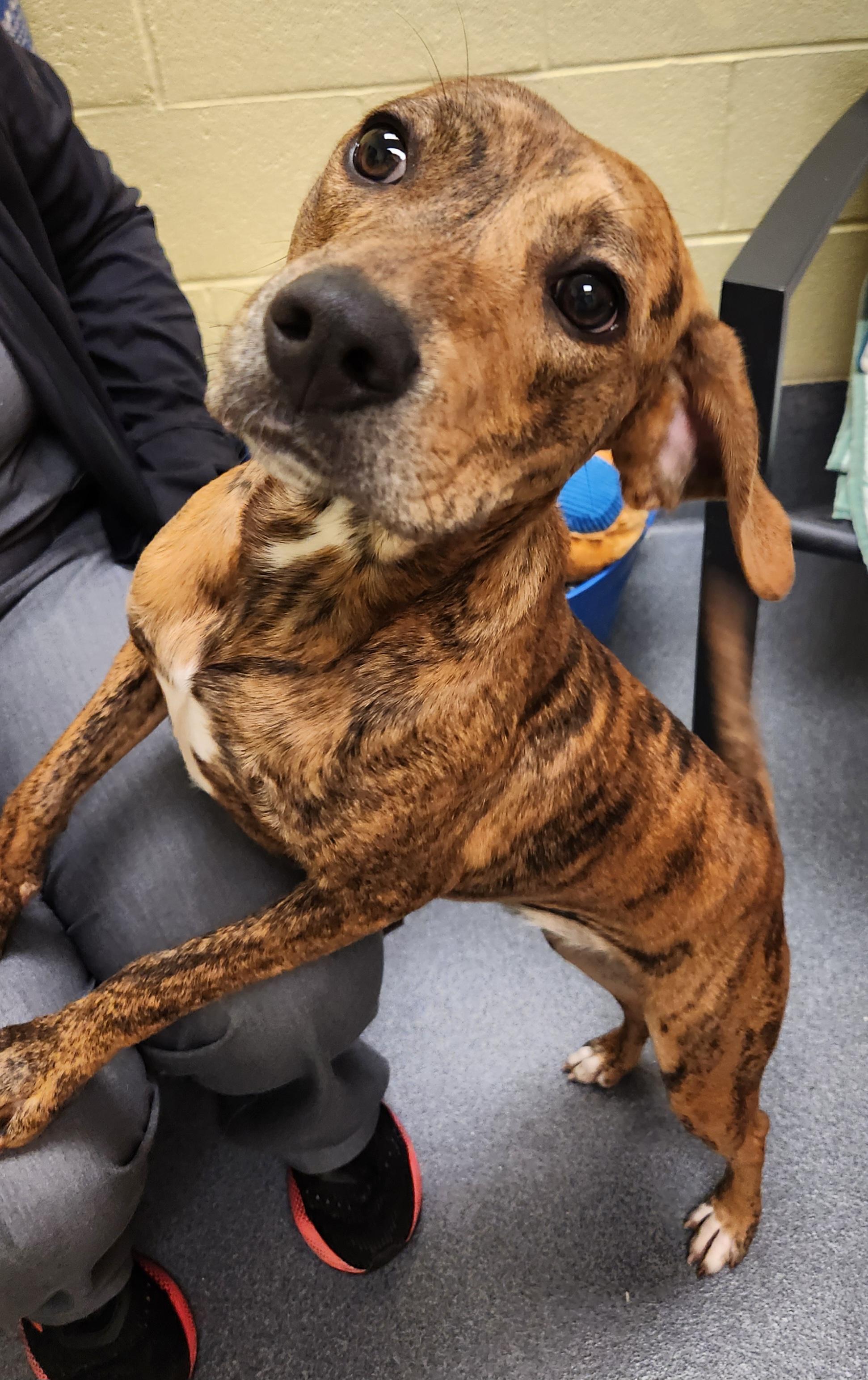 Baby (came in with her mom Lilly) - ADOPTED!, a Adoptable mixed breed in Amherst, VA image 2/6
