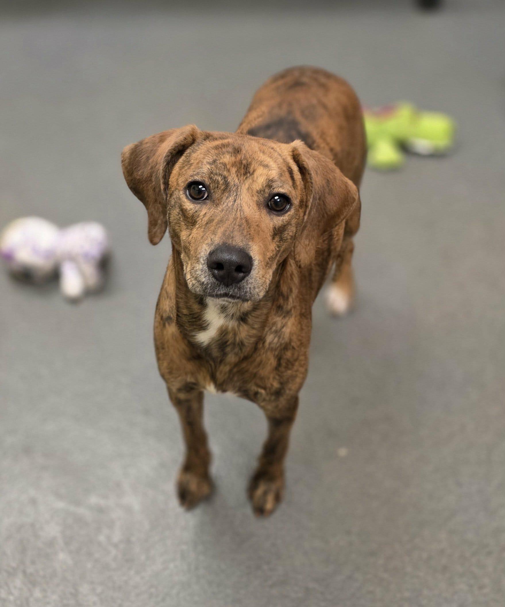 Baby (came in with her mom Lilly) - ADOPTED!, a Adoptable mixed breed in Amherst, VA image 3/6
