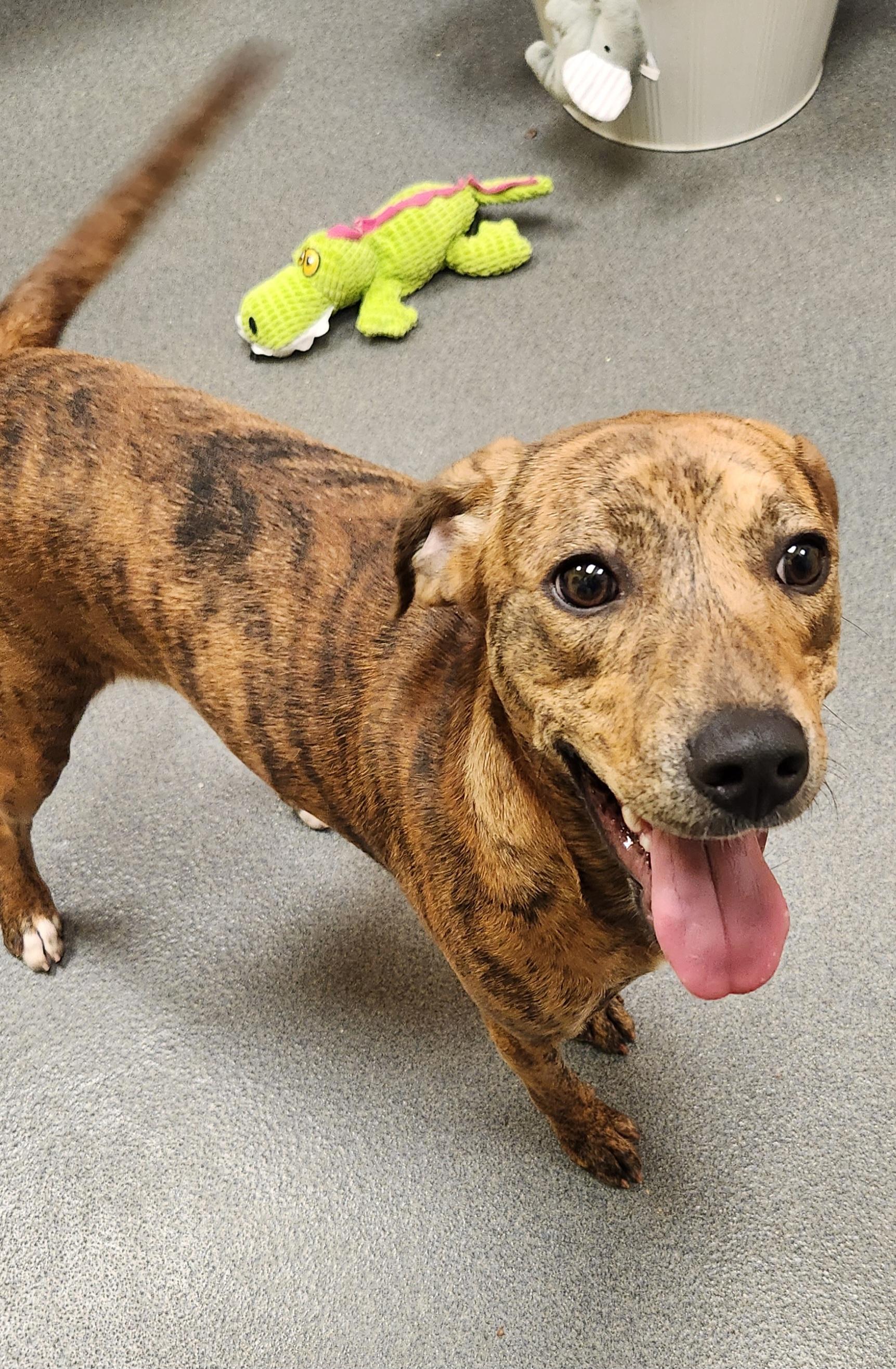 Baby (came in with her mom Lilly) - ADOPTED!, a Adoptable mixed breed in Amherst, VA image 4/6