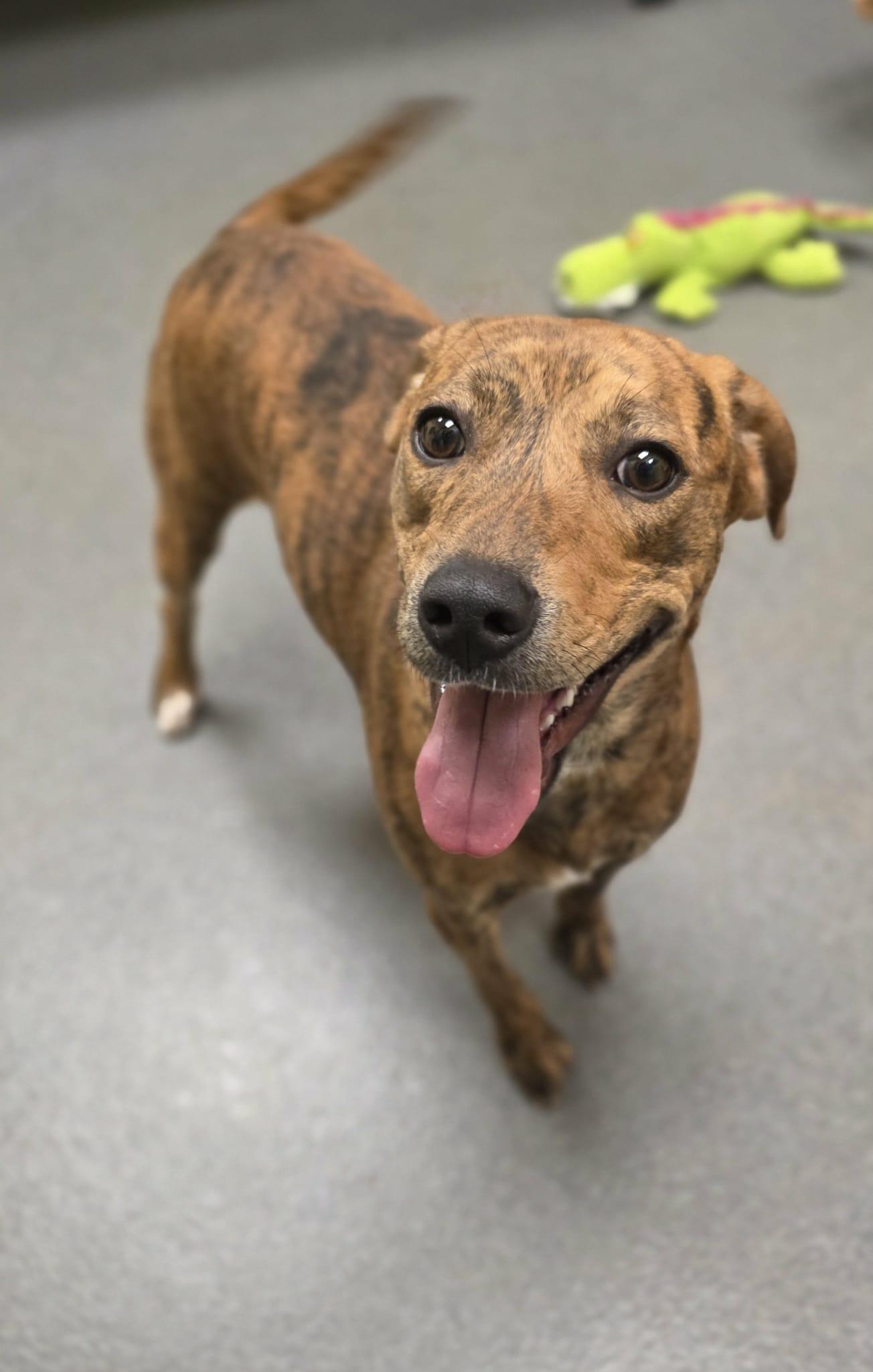 Baby (came in with her mom Lilly) - ADOPTED!, a Adoptable mixed breed in Amherst, VA image 5/6