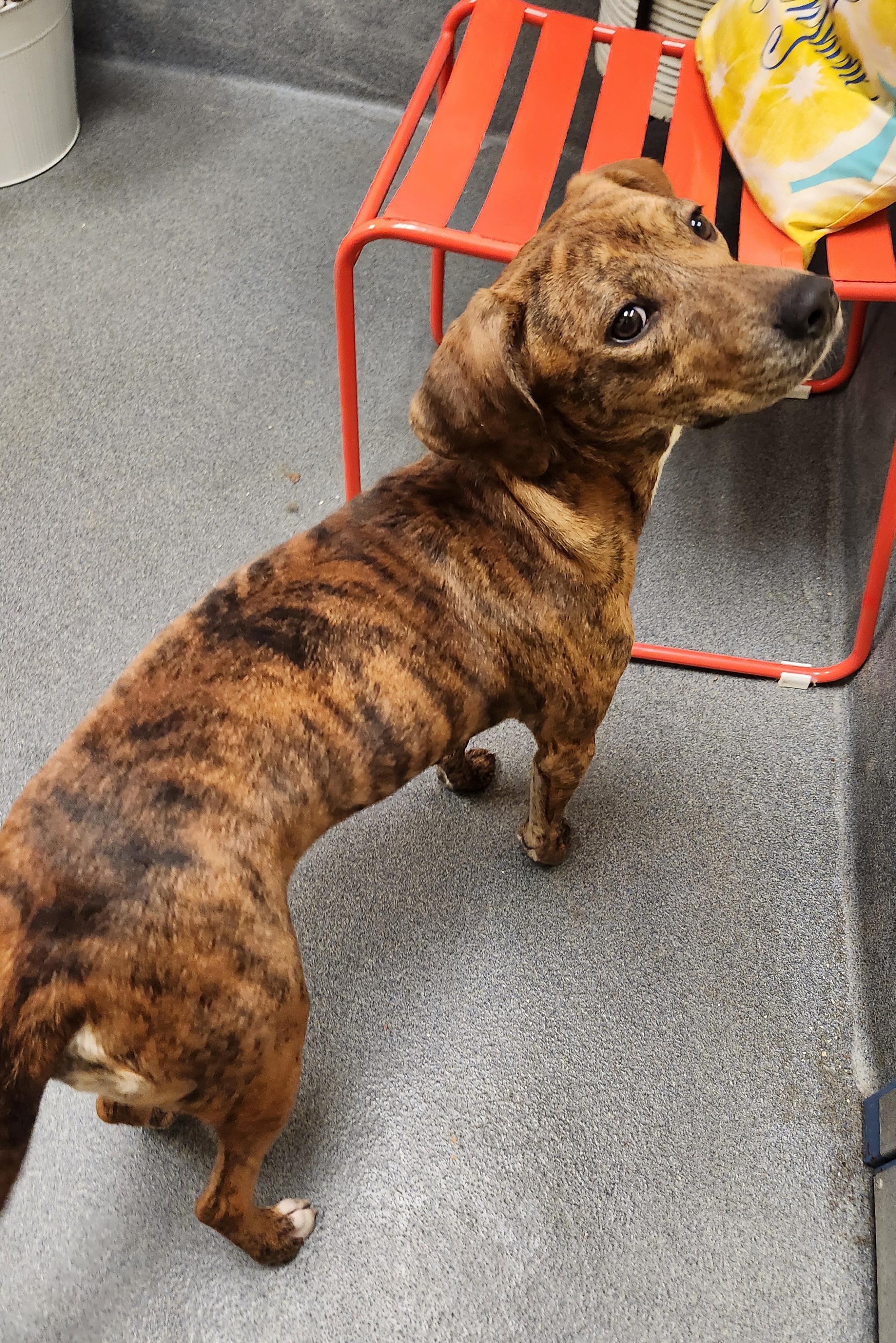 Baby (came in with her mom Lilly) - ADOPTED!, a Adoptable mixed breed in Amherst, VA image 6/6