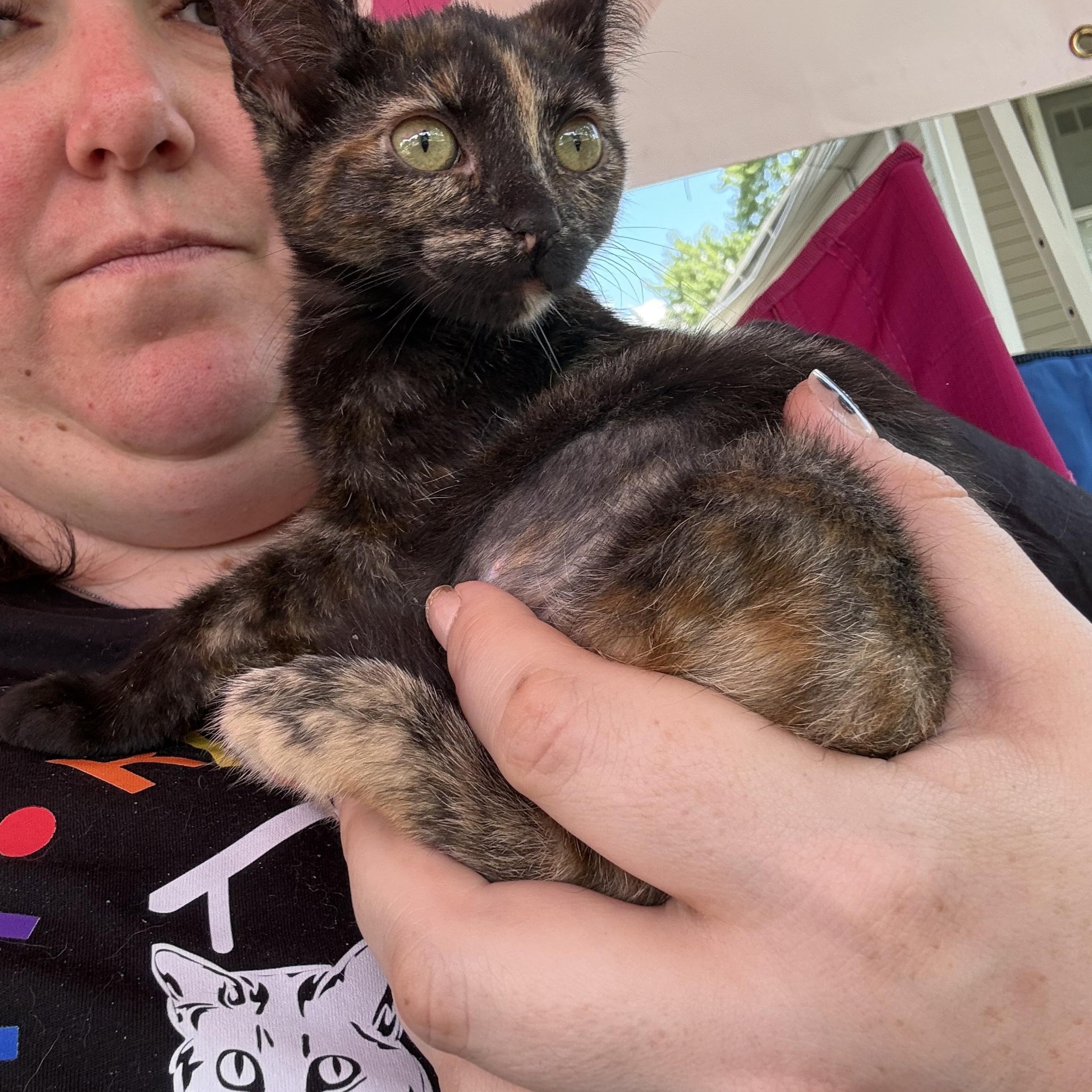 Enlarge Dijon, a ADOPTABLE Tortoiseshell in Grand Haven, MI image 2/3