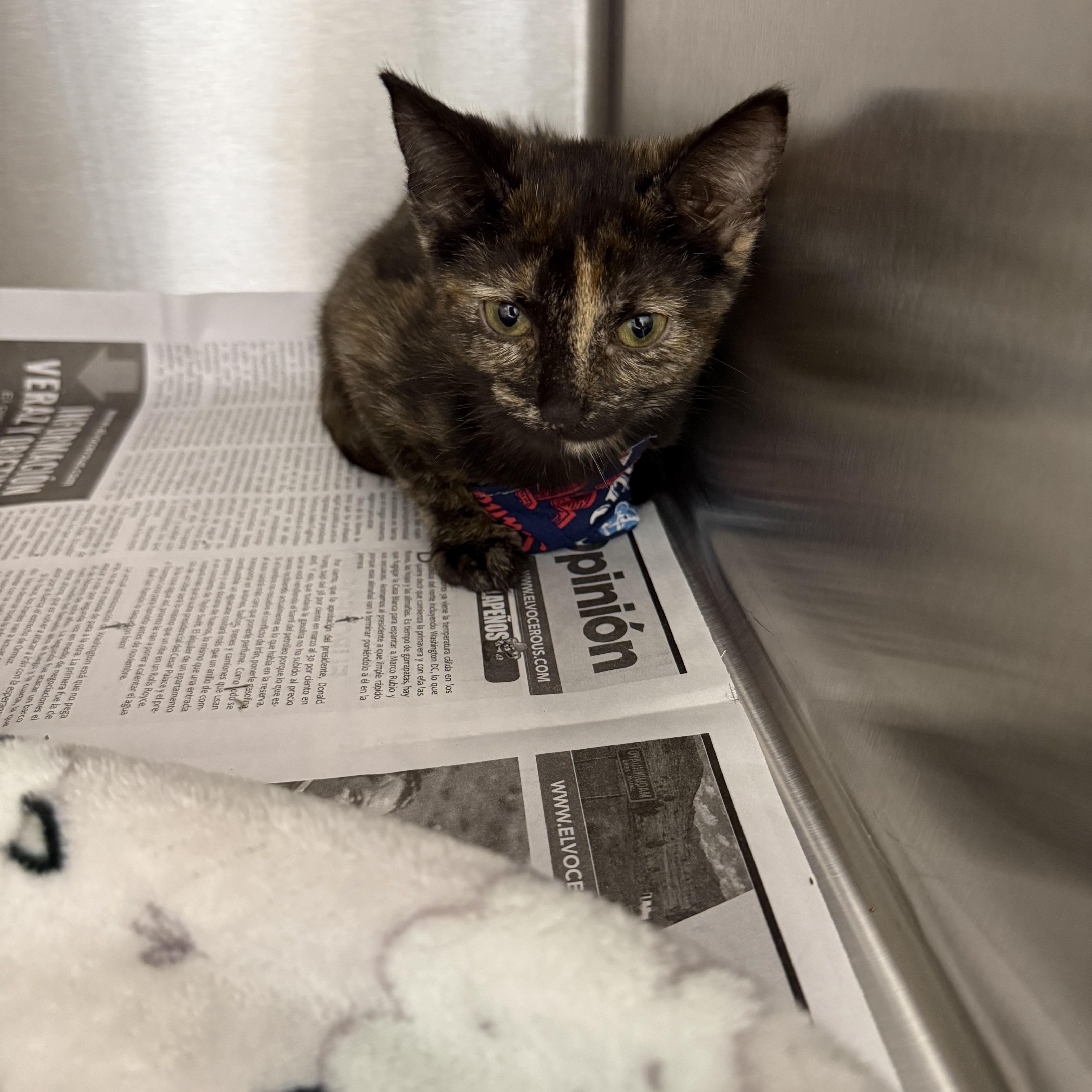 Enlarge Dijon, a ADOPTABLE Tortoiseshell in Grand Haven, MI image 3/3
