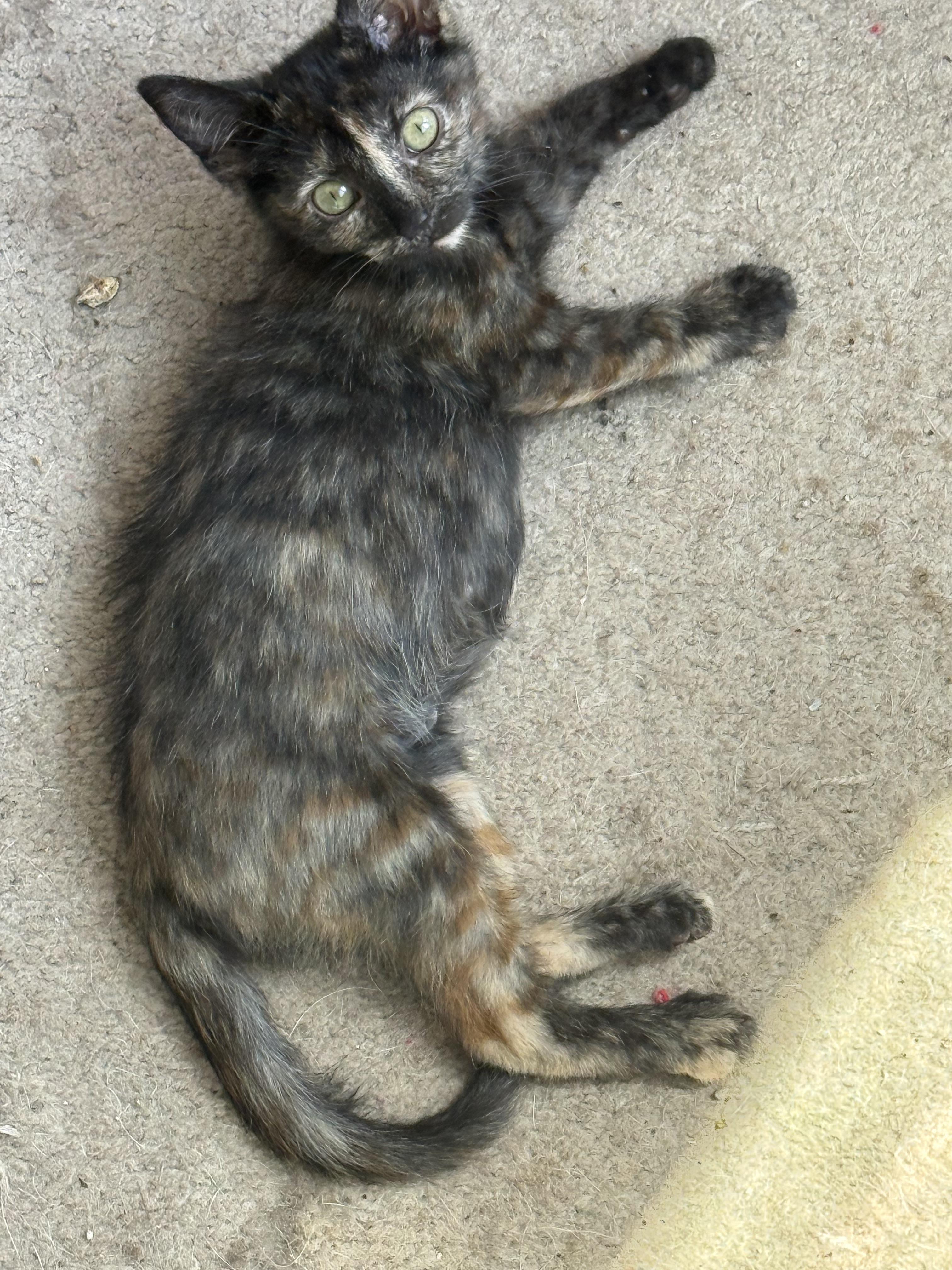 Dijon, ADOPTABLE, Kitten Female Tortoiseshell.