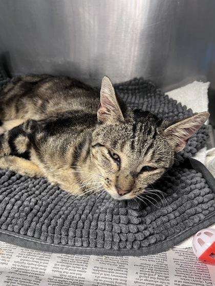 Trucker, Adoptable, Adult Male Domestic Short Hair & Domestic Short Hair.