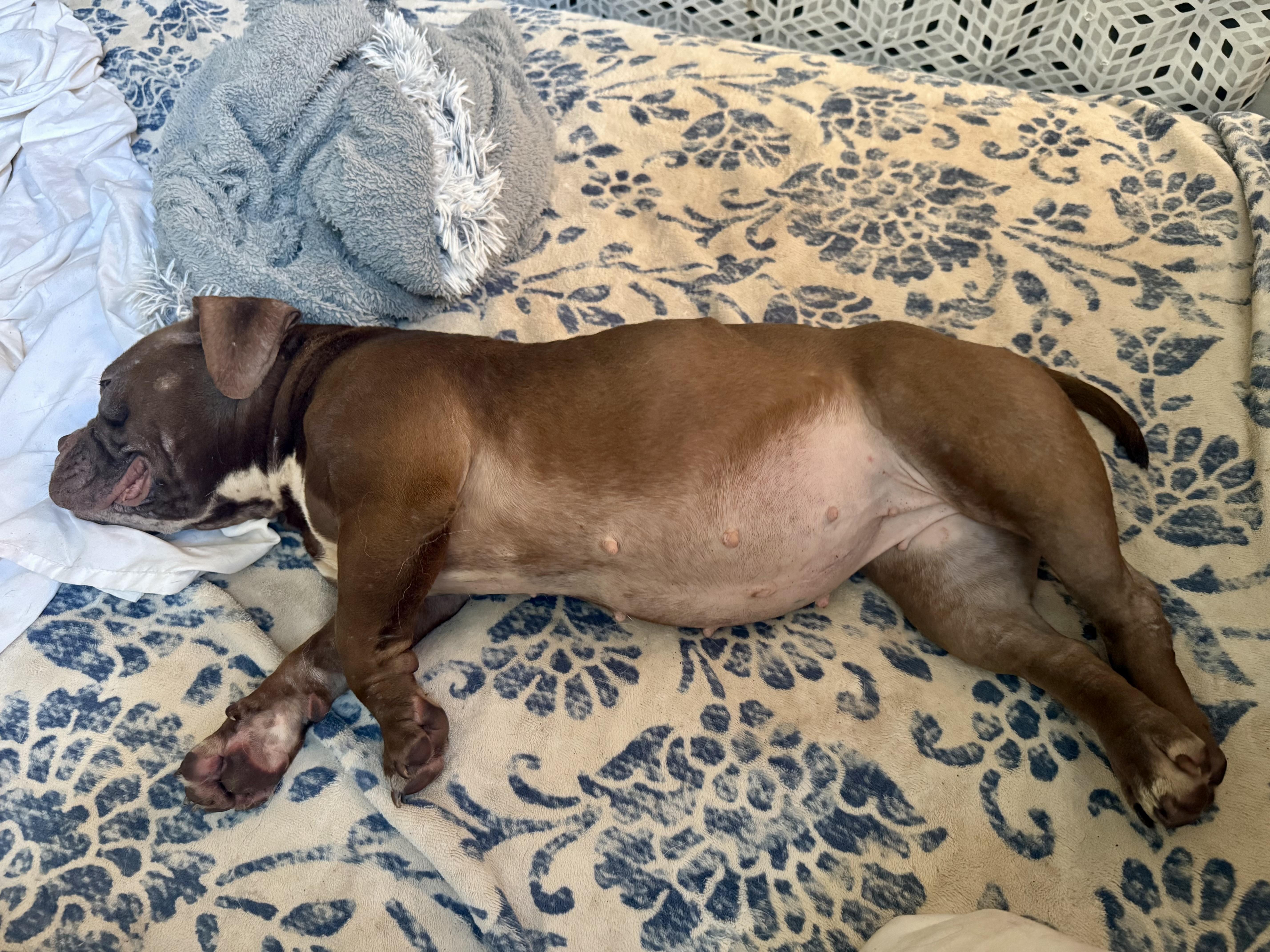 Truffles, an adopted mixed breed in Sumter, SC image 2/6