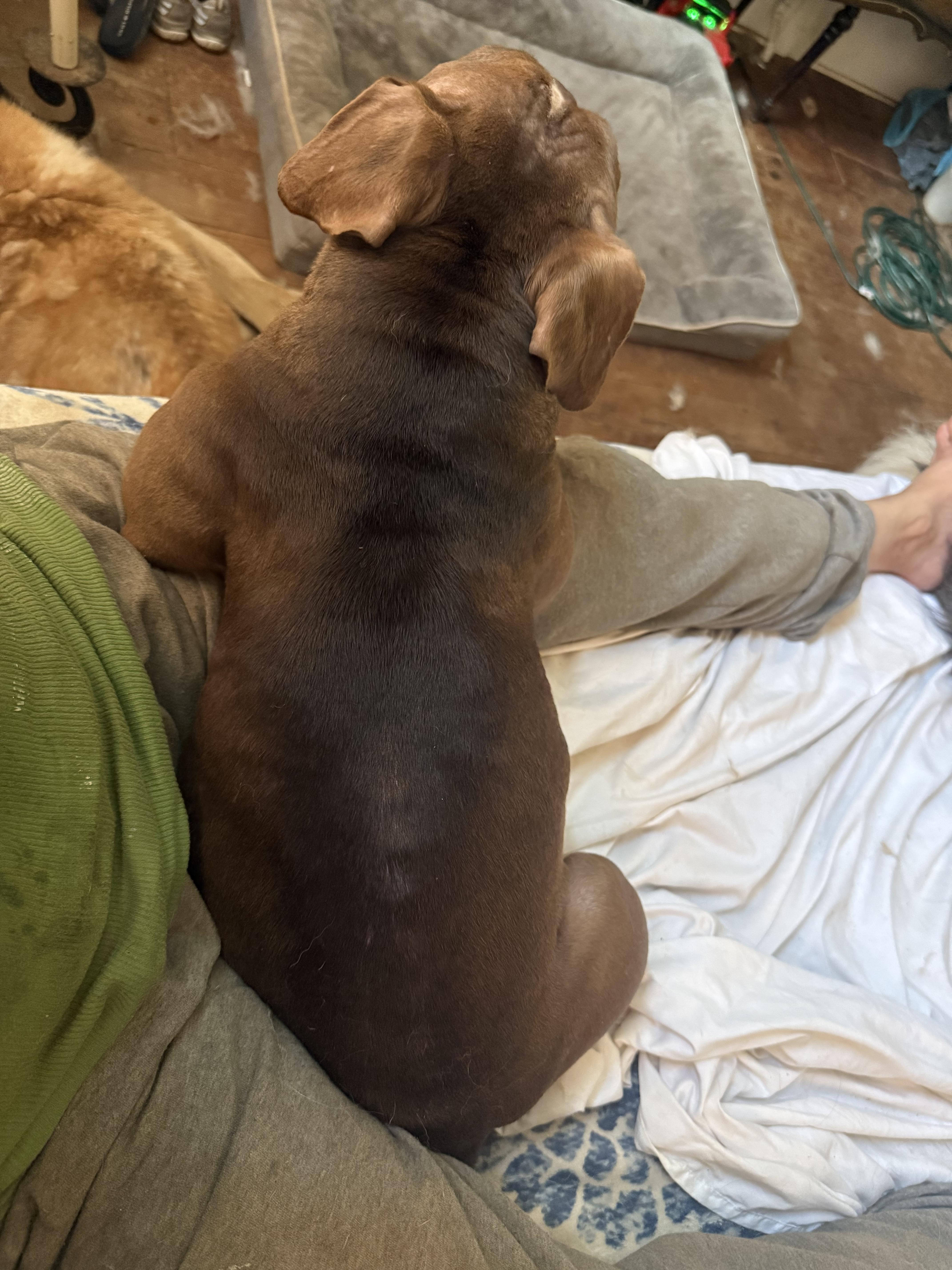 Truffles, an adopted mixed breed in Sumter, SC image 4/6