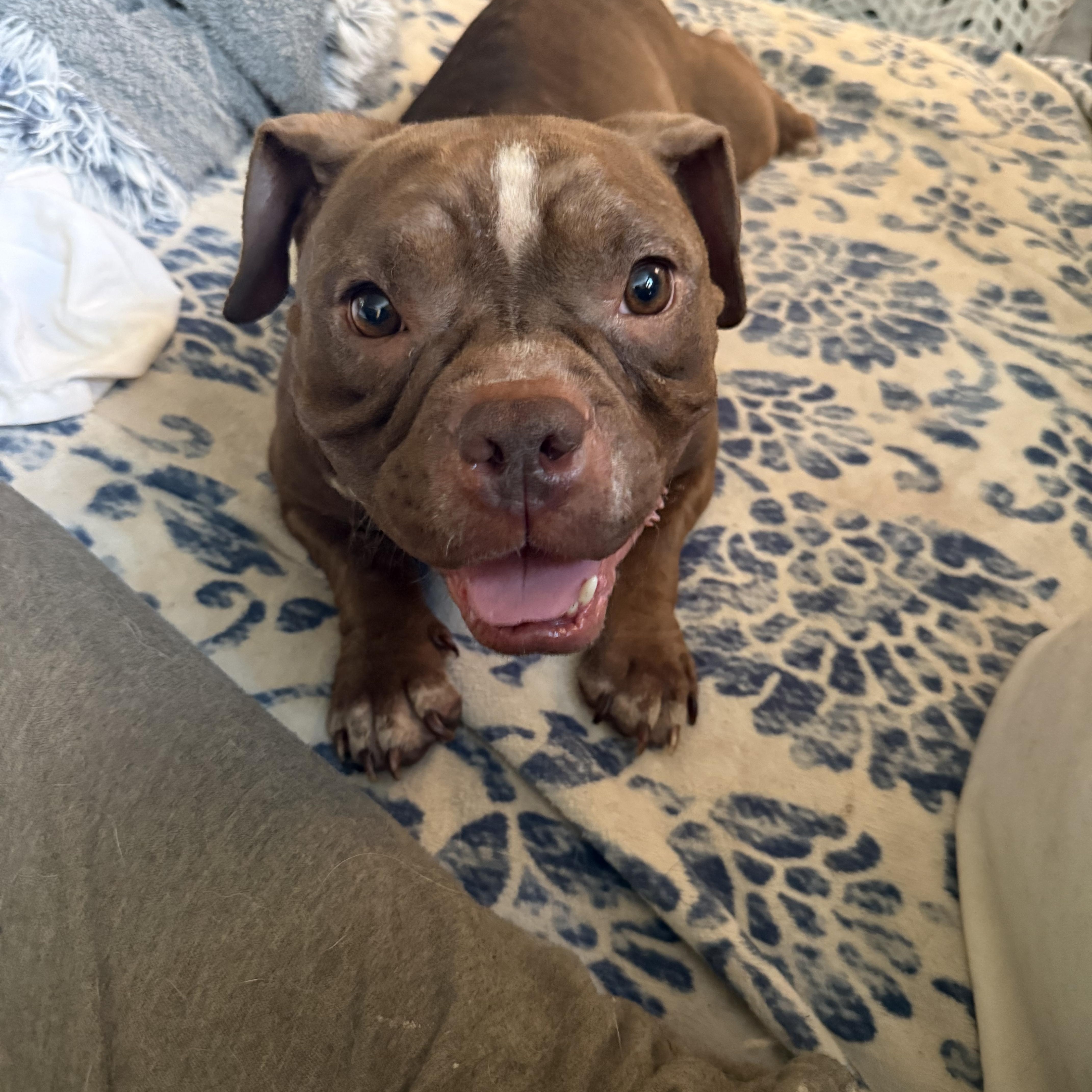 Truffles, adopted, Young Female English Bulldog.