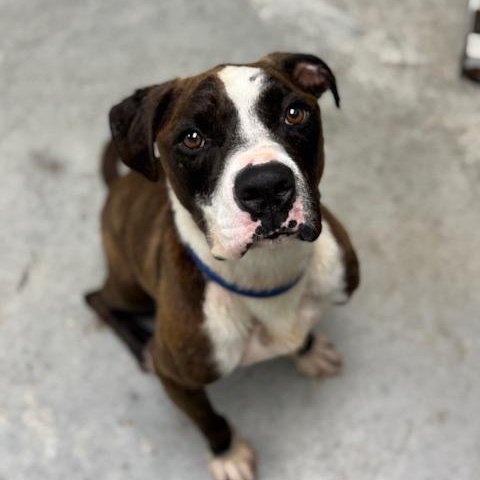 Brewster, Adoptable, Adult Male American Staffordshire Terrier.