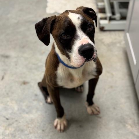 Enlarge Brewster, a Adoptable mixed breed in Williston, VT image 2/2