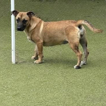 Chiquita, Adoptable, Young Female Chihuahua & Terrier.