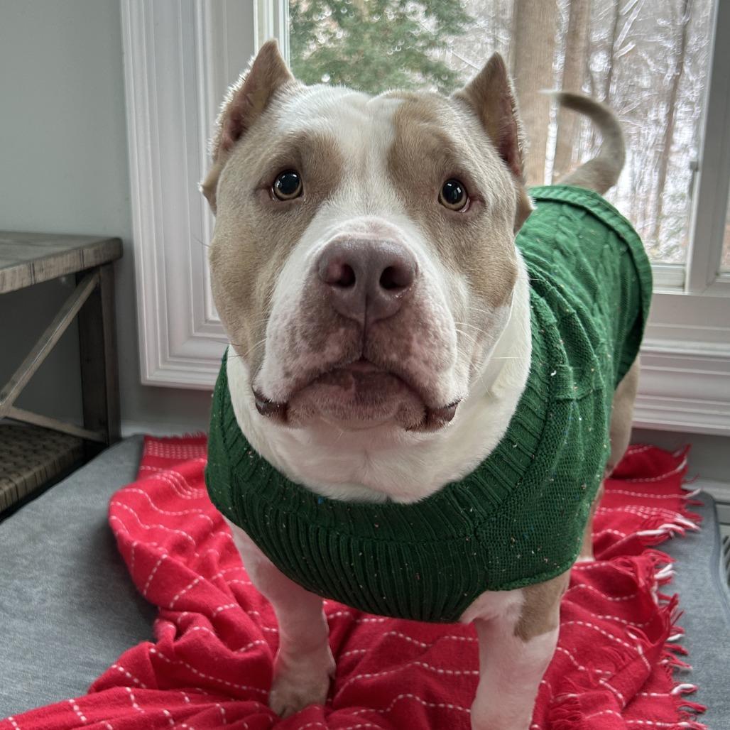 Enlarge Hammy, a Adoptable mixed breed in Richmond, VA image 1/6