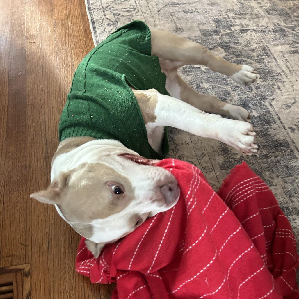 Enlarge Hammy, a Adoptable mixed breed in Richmond, VA image 2/6