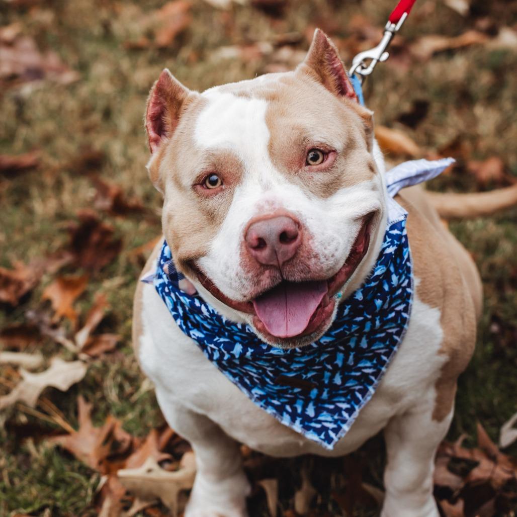 Enlarge Hammy, a Adoptable mixed breed in Richmond, VA image 3/6